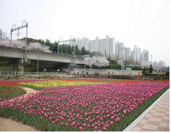낙동강 ‘오색의 튤립’즐겨보세요