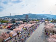 제28회 경주벚꽃마라톤대회 개최