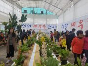 신안에서 만나는 새우란의 향연