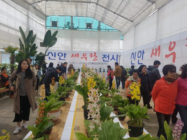 신안에서 만나는 새우란의 향연