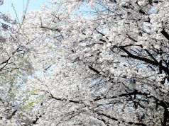 지금 강화는 고려산 진달래, 북산 벚꽃으로 북적북적