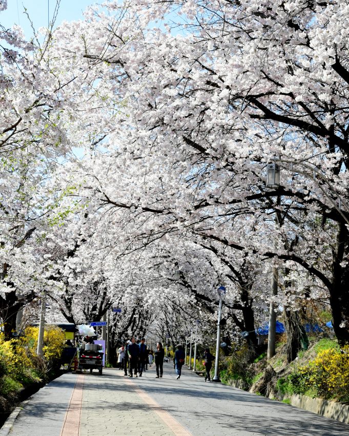 지금 강화는 고려산 진달래, 북산 벚꽃으로 북적북적