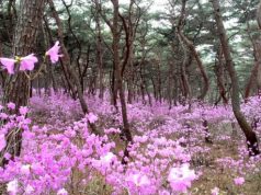 세종대왕릉 진달래 동산 개방