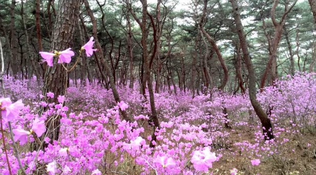세종대왕릉 진달래 동산 개방