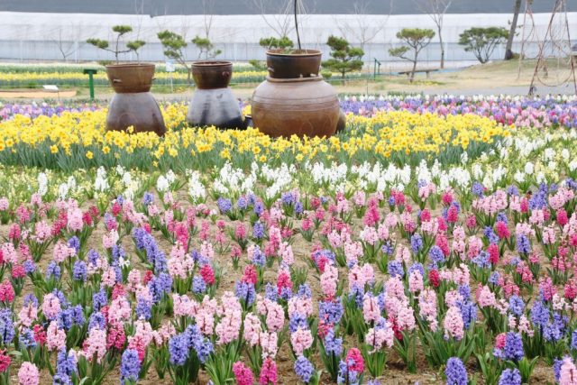 아름다운 자연과 끝내주는 먹거리가 반겨주는 태안 축제