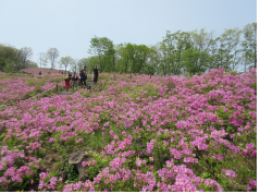 논산시 대둔산 철쭉제