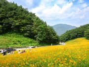 정선군, 병방산 군립공원 황금 코스모스 만개