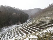 눈으로 뒤덮인 보성 대한다원의 아름다운 설경
