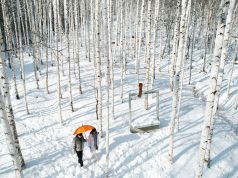 영양 자작나무숲, 국립 치유의 숲·산촌명품화로 글로벌 관광지 도약