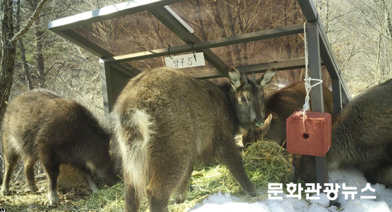 국가유산청, 3월까지 강원 양구 산양에 먹이 12톤 공급