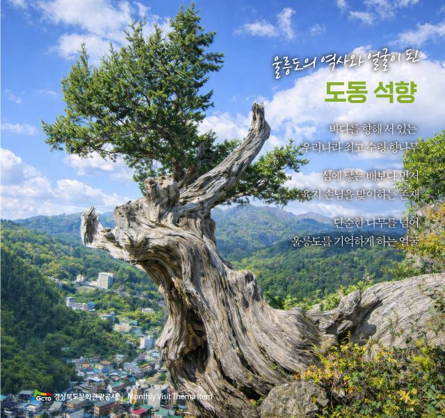 변하는 세상 속 변하지 않은 풍경, 경북 노거수 이야기