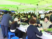 의령 가례 밭미나리 축제 13일 개막