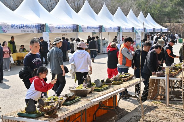 동강 바위틈서 피어난 스무 번째 봄…정선동강할미꽃축제 27일 개막