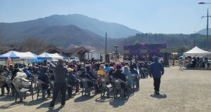 광천 오서산 벚꽃길에 봄 만개…버스킹 공연에 발길 이어져