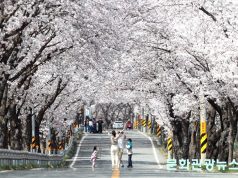 벚꽃 터널 아래, 트로트가 울려 퍼진다