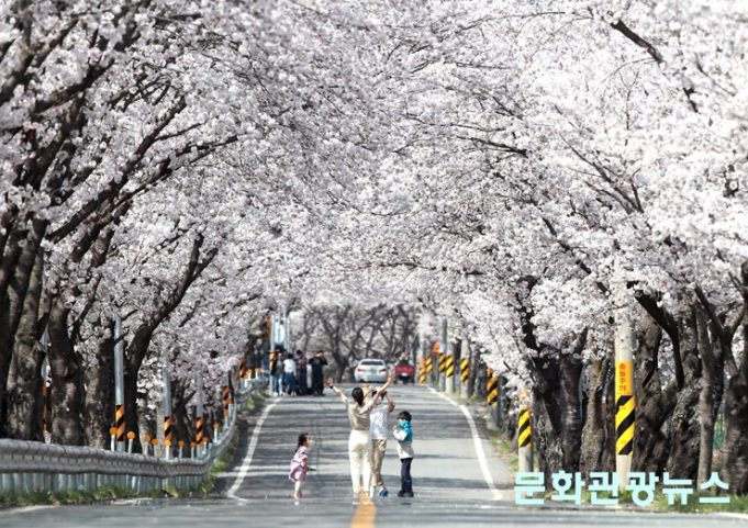 벚꽃 터널 아래, 트로트가 울려 퍼진다