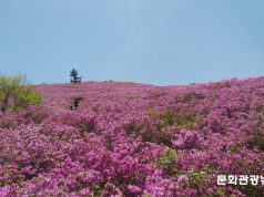 보성 일림산 철쭉길 새 단장… 봄 산행객 맞이 준비 한창