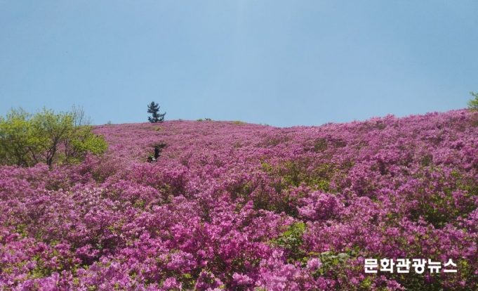 보성 일림산 철쭉길 새 단장… 봄 산행객 맞이 준비 한창