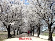 봄빛으로 물든 안동, 낮과 밤 잇는 체류형 관광 본격 시동