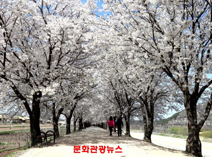 봄빛으로 물든 안동, 낮과 밤 잇는 체류형 관광 본격 시동