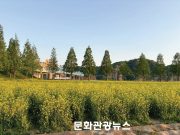 낙동강 따라 번진 노란 물결, 창녕 남지 유채꽃밭에 봄 절정