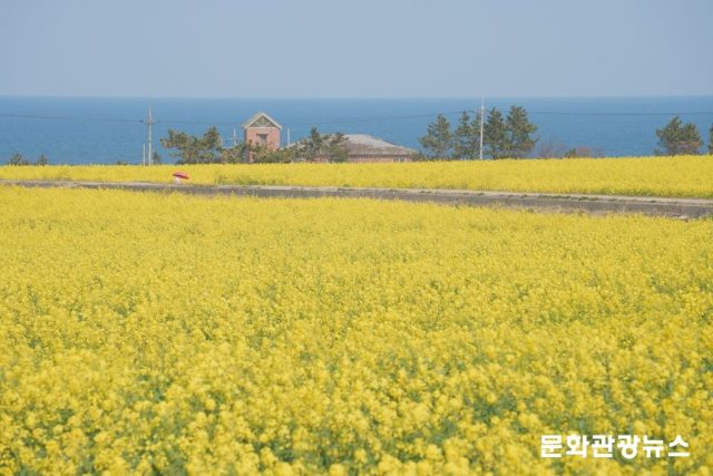 “벚꽃·유채꽃 보러 어디 갈까?”