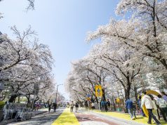 낙동강 따라 흐드러진 봄빛…안동 벚꽃축제 개막