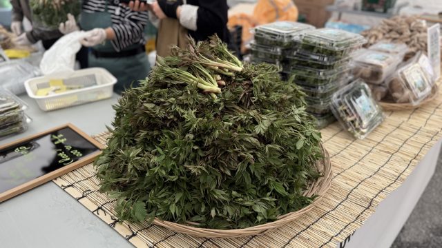 토리숲에 퍼진 봄 향기…홍천 산나물 축제 개막 앞두고 준비 한창