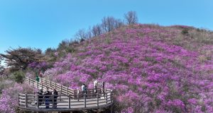 밀양 종남산 진달래 만개…봄 정취 속 시민 발길 이어져
