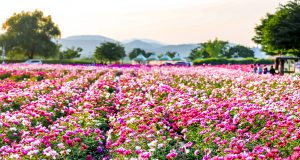 청보리 물결·붉은 작약 장관…함안 칠서생태공원 14만 인파 몰렸다