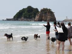 반려견과 갯벌 뛰고 캠핑까지…태안, ‘펫 관광 성지’로 뜬다