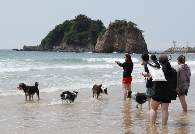 반려견과 갯벌 뛰고 캠핑까지…태안, ‘펫 관광 성지’로 뜬다