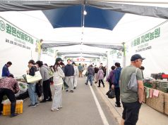 토리숲 가득 채운 산나물 향…홍천 산나물축제 개막