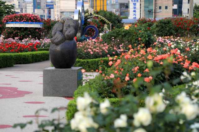 형산강 따라, 바닷가 따라 붉게 물들었다… 포항 ‘천만송이 장미도시’ 활짝