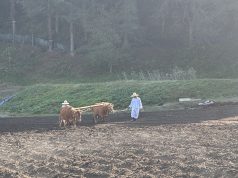 “어기여차” 논 울린 겨리소 발걸음…홍천서 전통 농경문화 재현