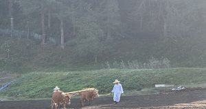 “어기여차” 논 울린 겨리소 발걸음…홍천서 전통 농경문화 재현