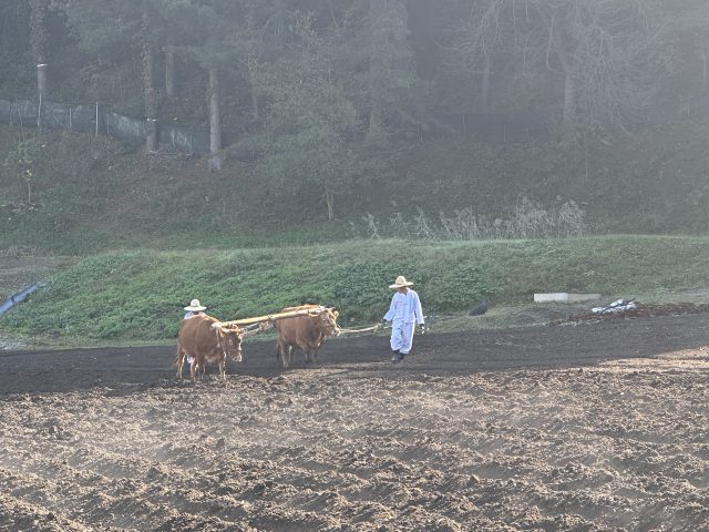 “어기여차” 논 울린 겨리소 발걸음…홍천서 전통 농경문화 재현