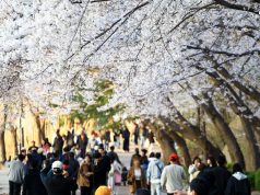 영랑호 벚꽃축제에 4만8천 명 몰렸다… 외지인 소비만 71억 원
