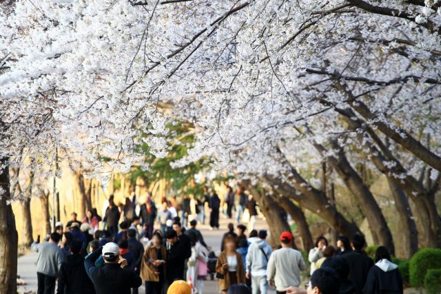 영랑호 벚꽃축제에 4만8천 명 몰렸다… 외지인 소비만 71억 원