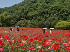 꽃길 따라 13만 명 찾았다…함안 악양둑방, 봄꽃 명소 입증