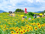 황금빛 물결 넘실대는 함안 강주마을… 해바라기축제 막 올랐다