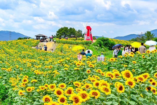 황금빛 물결 넘실대는 함안 강주마을… 해바라기축제 막 올랐다