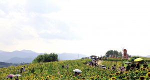 110명 농촌마을이 일군 14만 명의 기적…함안 강주해바라기축제, 공동체의 힘 꽃피웠다