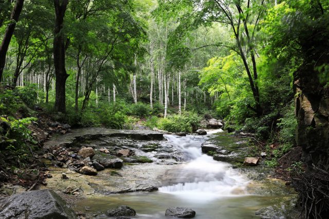 영양 자작나무숲, 여름 피서객 발길…산림휴양 명소로 주목