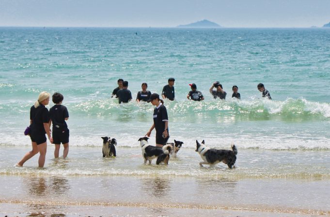 태안 꽃지해수욕장서 9월 반려견 축제…’댕댕이 해변운동회’ 열린다