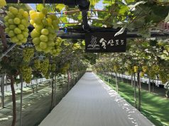 “포도의 모든 것을 맛본다”… 경기도, 화성 송산포도 ‘달콤위크’ 개최