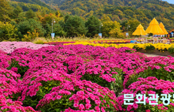포토뉴스 ㅣ 가을 빛 향기 속으로, 인제 꽃 축제