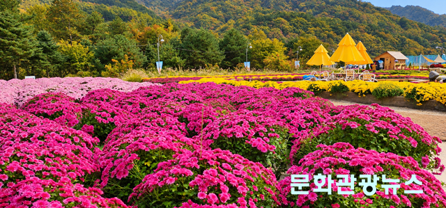 포토뉴스 ㅣ 가을 빛 향기 속으로, 인제 꽃 축제