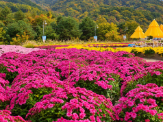 사진뉴스 ㅣ 끝없이 펼쳐진 꽃의 바다, 인제에서 만나요